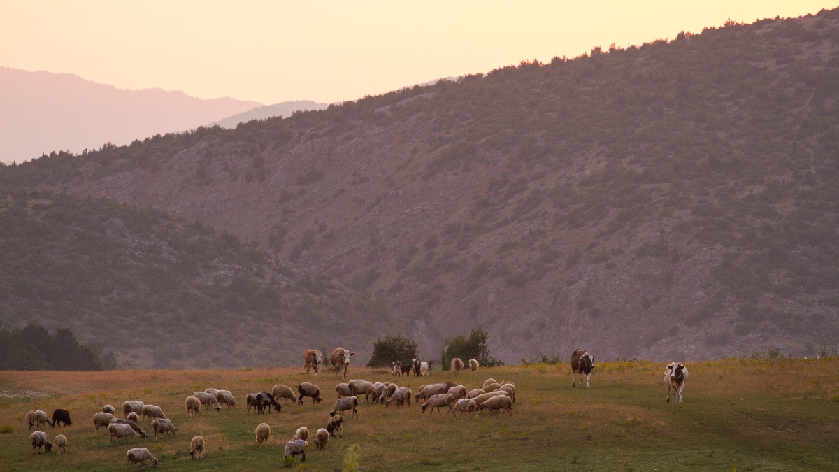 Farmland where it would be culturally helpful to have multiple wives and many children