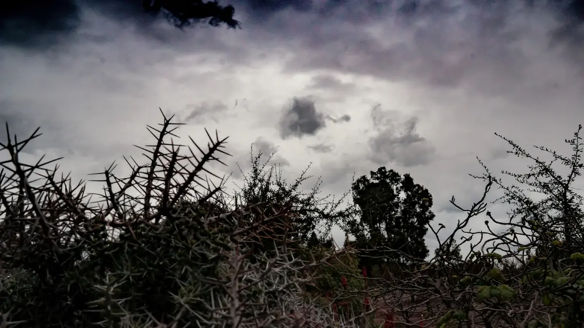 Dark forest scene representing the day of evil in ephesians 6;13